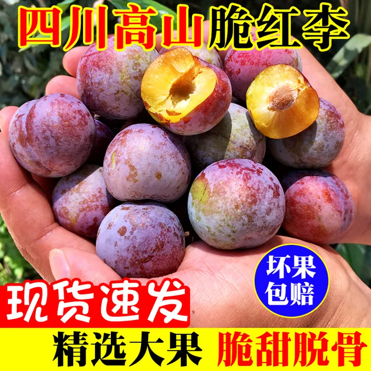 四川高山小脆红李现摘新鲜应季脱骨脆红李脆甜多汁现摘现发
