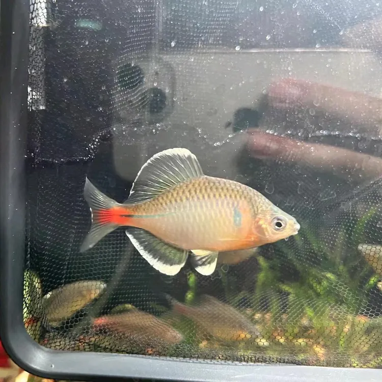 宜春流域白边鳑鲏冷水原生鱼