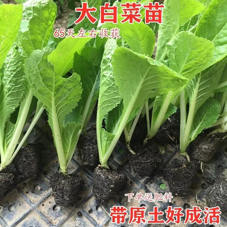 白菜苗秧苗莴笋苗西蓝花紫甘蓝卷心菜花菜生菜秋冬耐寒蔬菜种苗