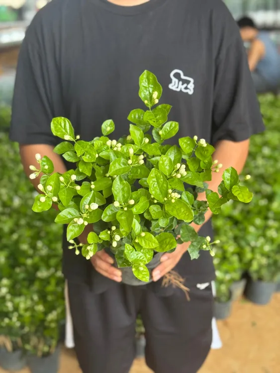 【粉丝专属】茉莉花之乡横州市培育基地香水茉莉花可地栽清香开花