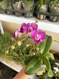 蝴蝶兰———(欧洲小兰)(任意两颗包邮只拍一颗发苗)