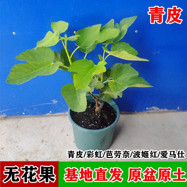 无花果树苗盆栽水果苗青皮特大波姬红南北方阳台耐寒种植地栽