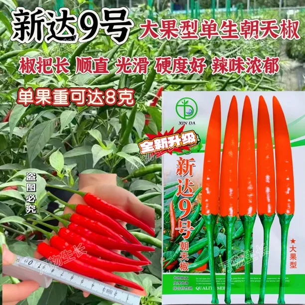 新达9号朝天椒种子正品保证高产特大果辣椒种子高产长把顺直油亮