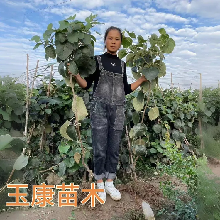 [正宗品种]爬藤王公母嫁接猕猴桃南北方种植庭院明年挂果