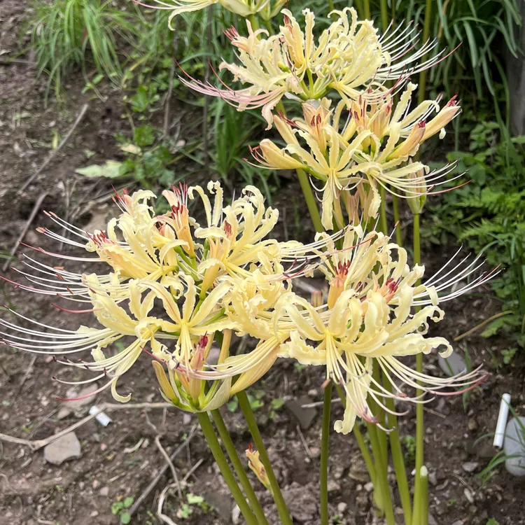 一斤包邮彼岸花开开彼岸稻草黄四川野花