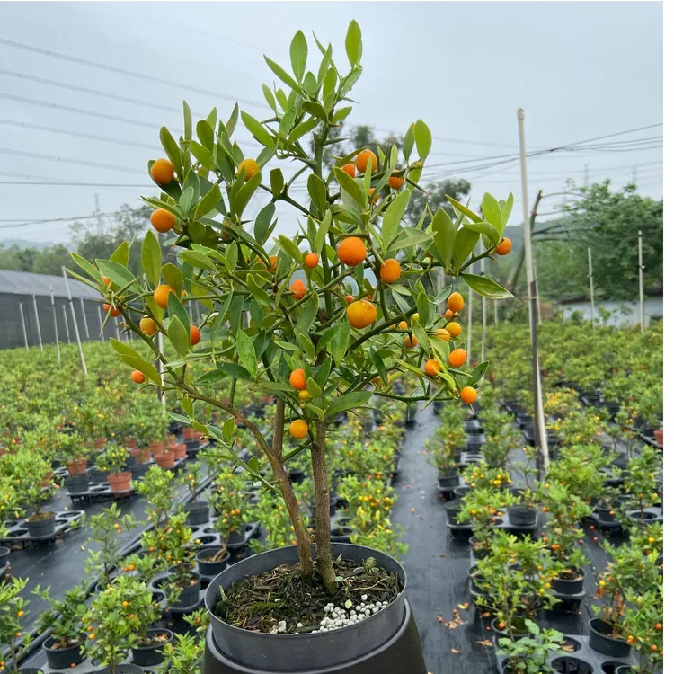 1福建豆盆栽福豆盆景客厅（视频标签序号一物一拍）