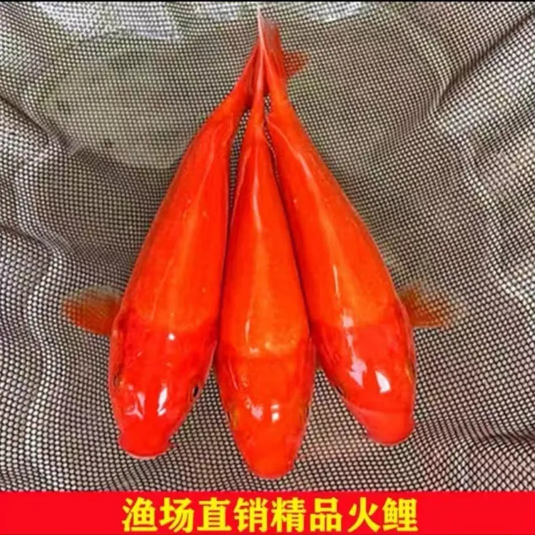 日本进口纯种火鲤锦鲤红锦鲤银鳞冷水观赏鱼活体鱼好养招财观赏鱼