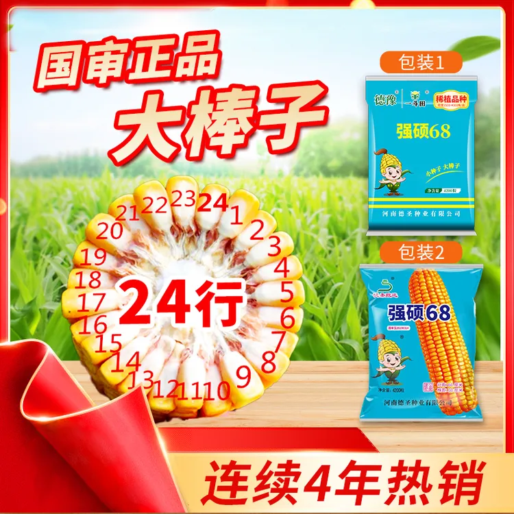 国审强硕68高产玉米种子 4200粒 大棒产量高 耐旱耐涝抗倒伏 德豫商品图
