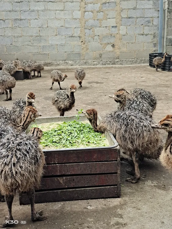 适合养殖的鸵鸟苗及养殖筐