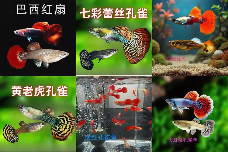 孔雀鱼鲜活繁殖淡水观赏鱼鱼观赏鱼