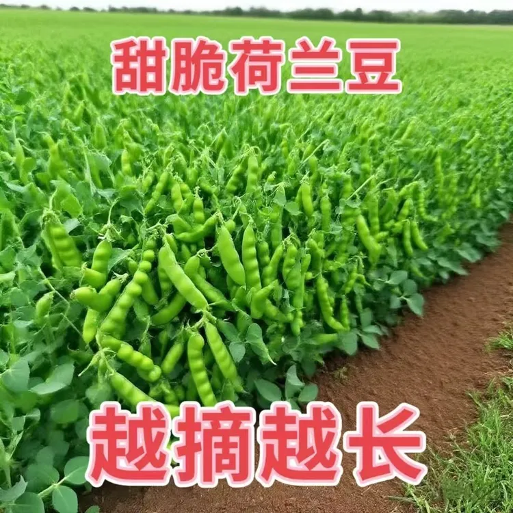 甜脆荷兰豆种子菜豌豆双花双夹高产耐寒农家自种秋冬季豆角菜种子