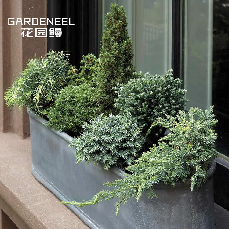 针叶树耐寒小柏树常绿彩叶乔灌木庭院阳台盆景造型花园鳗盆栽苗小