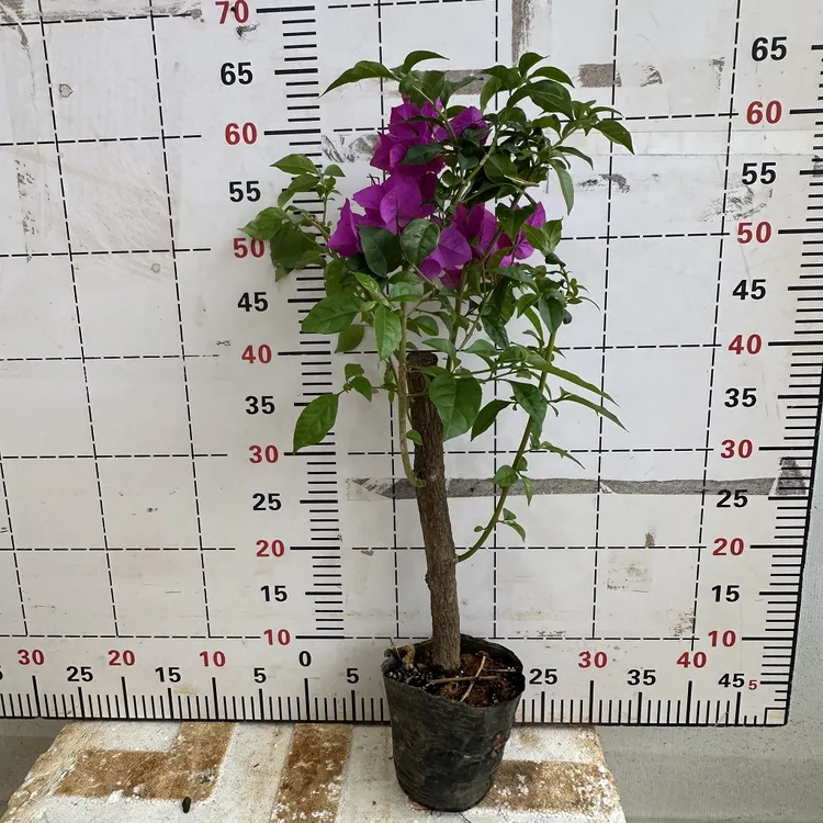 三角梅福利苗云南紫袋苗昆明三角梅四季基地直销花卉室内