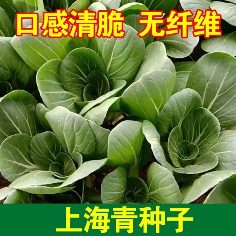 上海青种子蔬菜种籽青菜小白菜四季种孑易种盆栽春秋冬季蔬菜种子