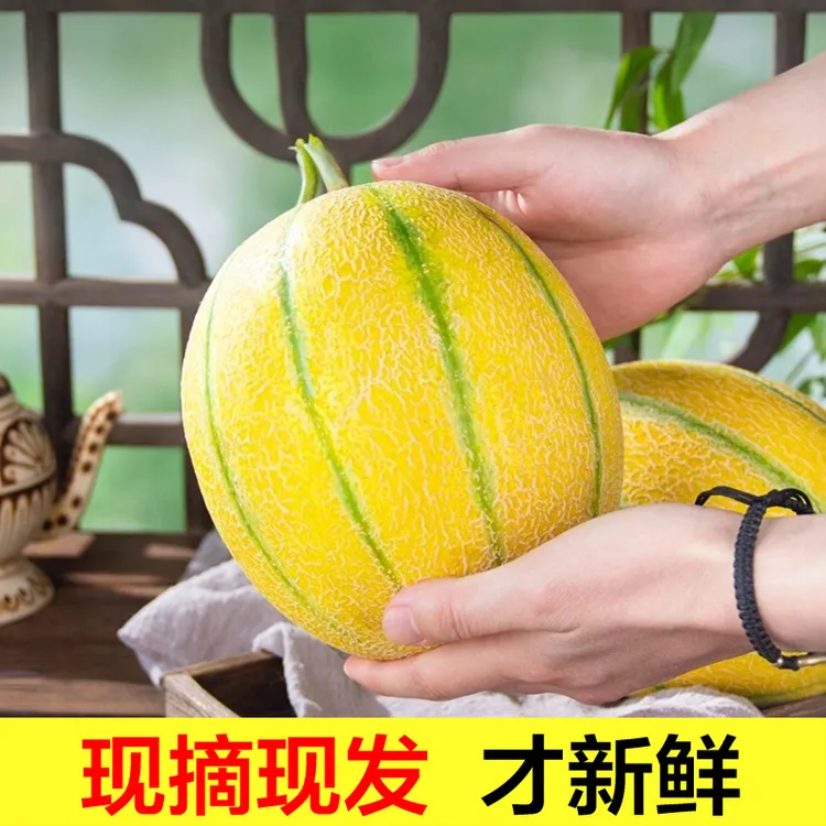 新疆老汉瓜顺丰空运民勤蜜瓜哈密瓜吐鲁番新鲜水果不打药孕妇水果