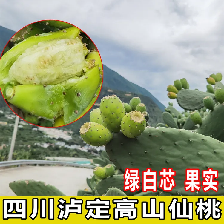 四川泸定仙桃仙人掌果当季整箱新鲜时令不常见的稀奇水果包邮