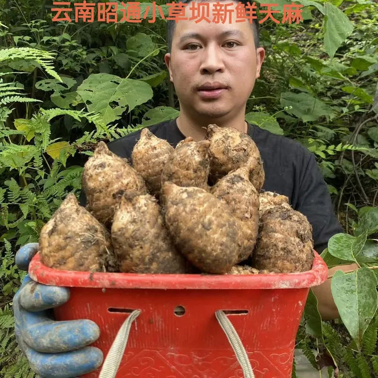 （新鲜天麻 ）正宗云南昭通小草坝天麻特级500g煲汤现挖发 非野生