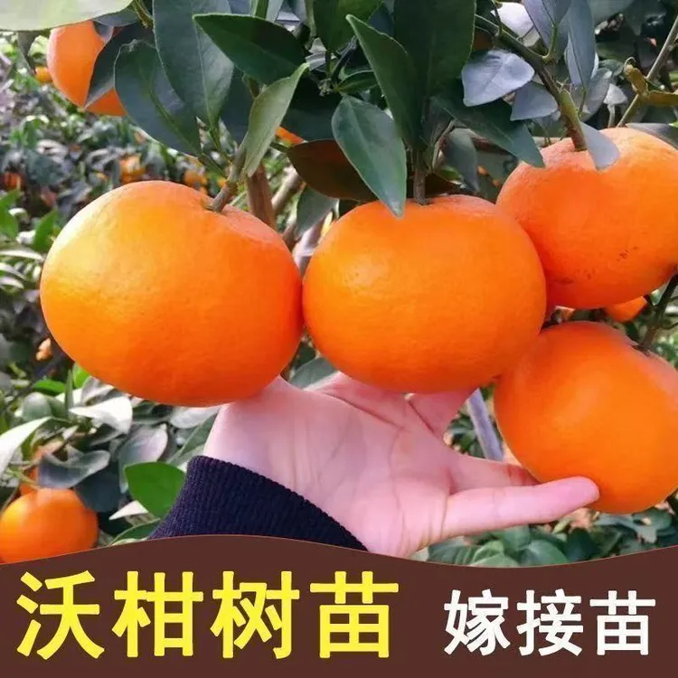 沃柑黑金刚树苗091无核沃柑普通沃柑高产嫁接树苗原土带叶包邮