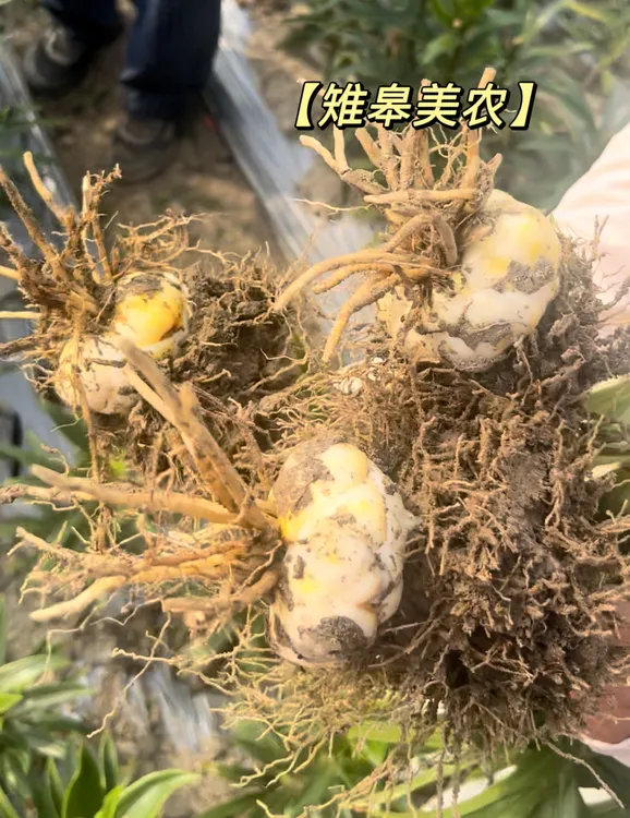 长寿之乡如皋食用新鲜百合口感软糯可炒可煲可蒸