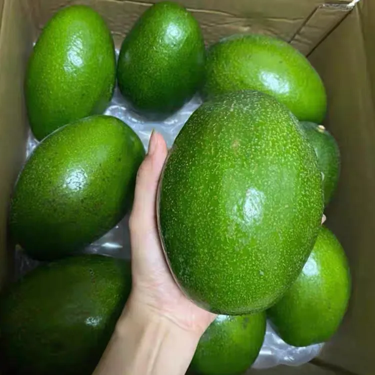 【巨无霸牛油果】广西新鲜超大牛油果宝宝辅食健身水果网红水果稀有