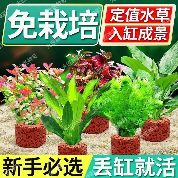 火山石水草植物鱼缸造景真草水培蜈蚣草水榕阴性绿菊净化水质