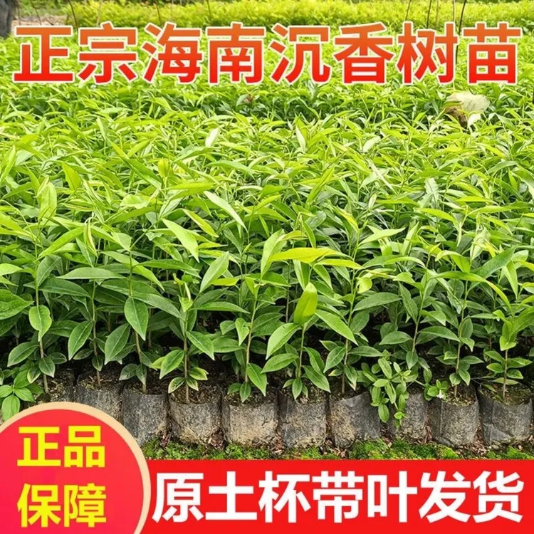 正宗海南沉香树苗 白木香树 奇楠沉香树苗 批发珍惜名贵庭院树苗