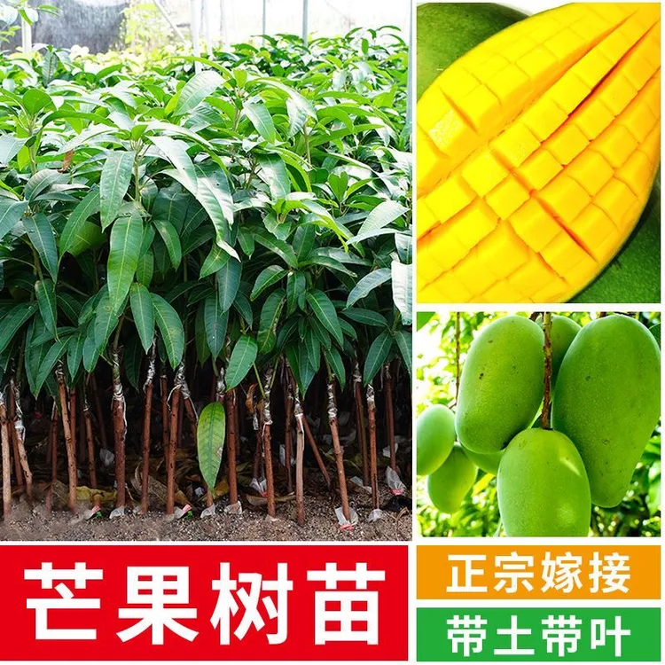 精选嫁接芒果苗盆栽地种南北方可种植芒果树