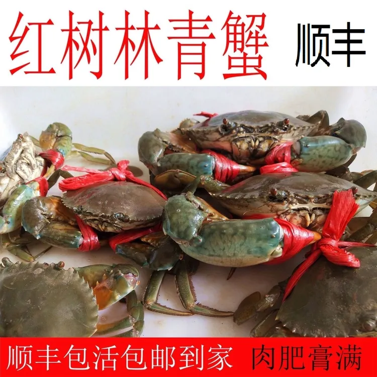 【厦门活发】青蟹 红膏蟹草蟹特大蟹黄油蟹海鲜肉蟹野生大公蟹母蟹