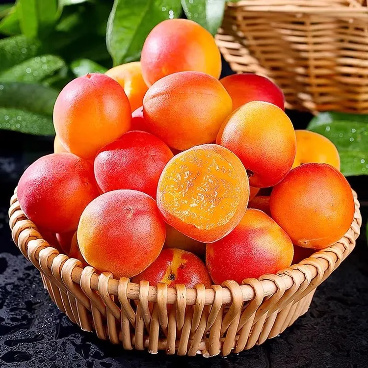 【山东、大红杏】贵妃胭脂红当季新鲜水果酸甜可口产地直发