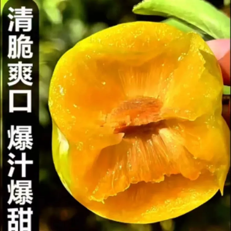 9月成熟、晚熟清脆李；清泉密脆李，裸根苗