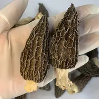 【翠凤】大羊肚菌 四川头茬羊肚菌 浓浓的菌香味