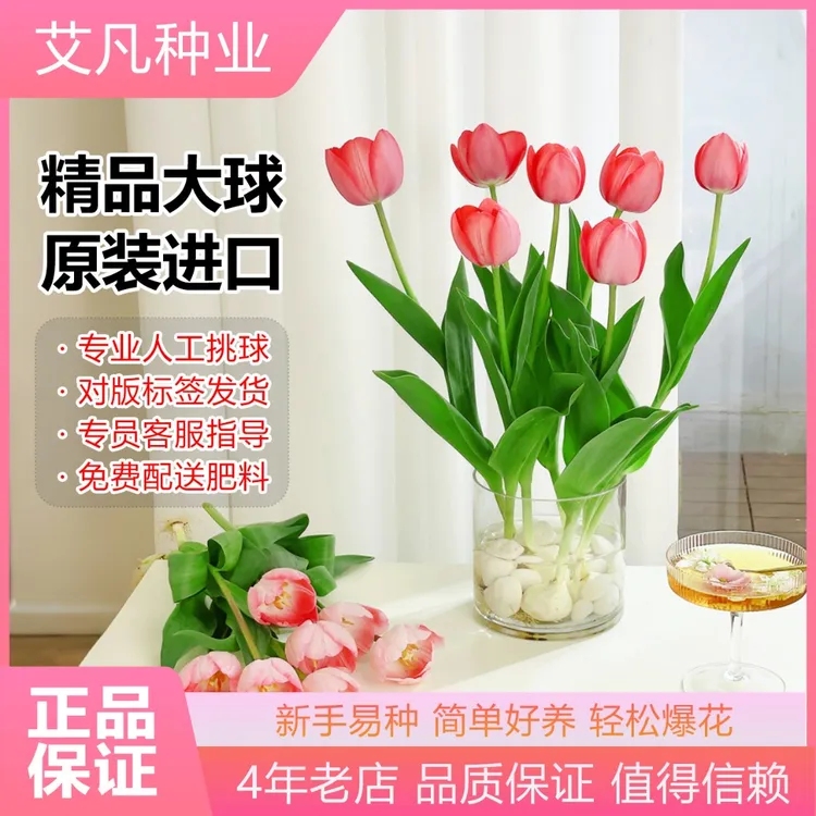 郁金香种球水培套装进口带芽大球盆栽花种子室内阳台水养花卉植物