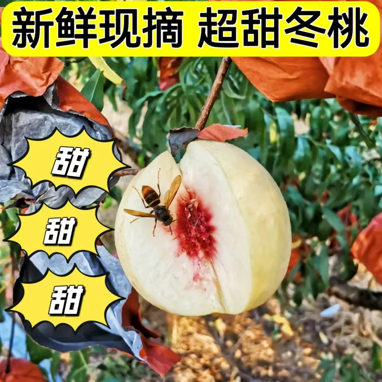 河南网红大白桃金秋红蜜丑桃裂口桃冬桃超甜桃子产地直发