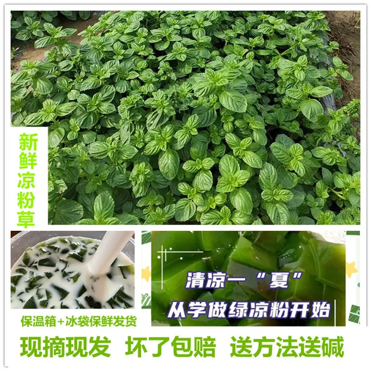 广西新鲜多胶质圆叶凉粉草多胶质自家种植现摘烧仙草绿仙人草