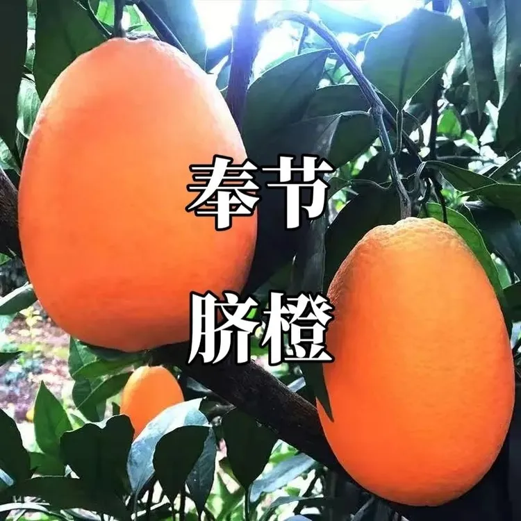 【带叶】正宗奉节品种开州脐橙香甜多汁现摘现发新鲜应季水果纽荷尔