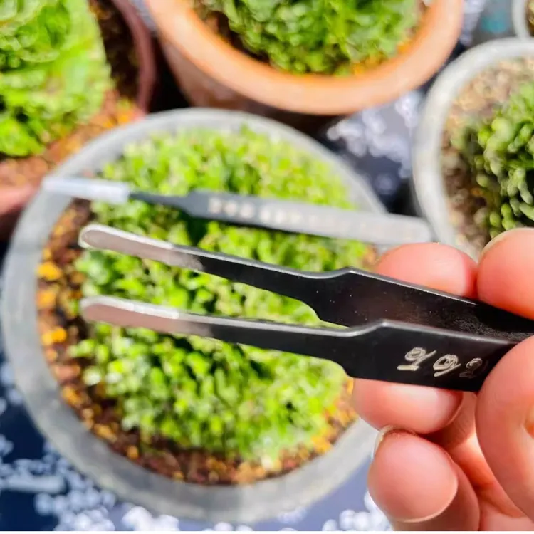 【云溪先生贰】菖蒲剃黄镊子踢黄摘叶镊子园艺修剪夹子盆景菖蒲专用