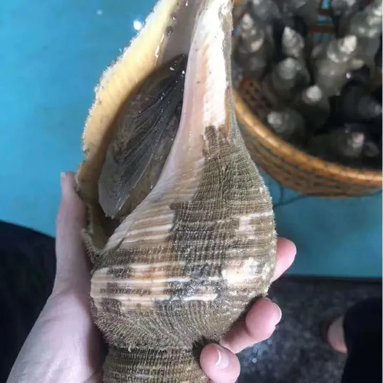 潮汕大响螺野生响螺鲜活特大号新鲜带壳大香螺角螺超大海螺1-3斤