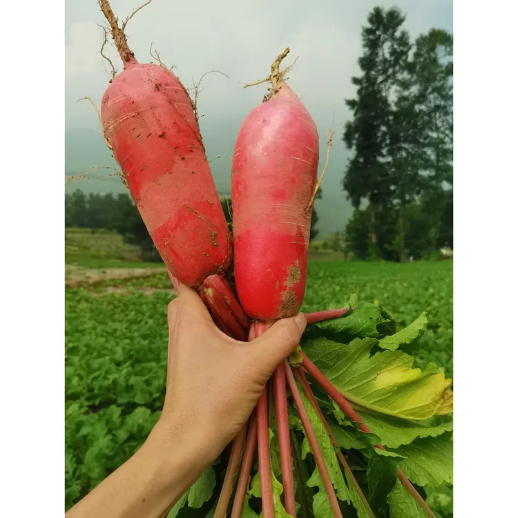 ->红皮白心萝卜<-四川泡菜凉拌安逸/现拔现发新鲜/农家蔬菜3斤5斤