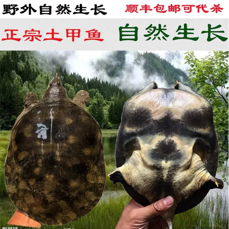 山区土甲鱼鲜活甲鱼顺丰包活包邮