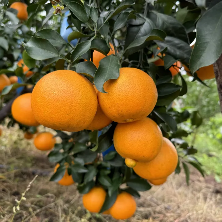 正宗四川眉山仁寿爱媛38号果冻橙手剥橙子孕妇新鲜水果