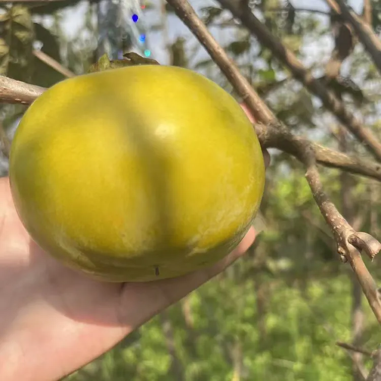 太秋甜柿树苗 日本甜柿大秋脆柿盆栽地栽