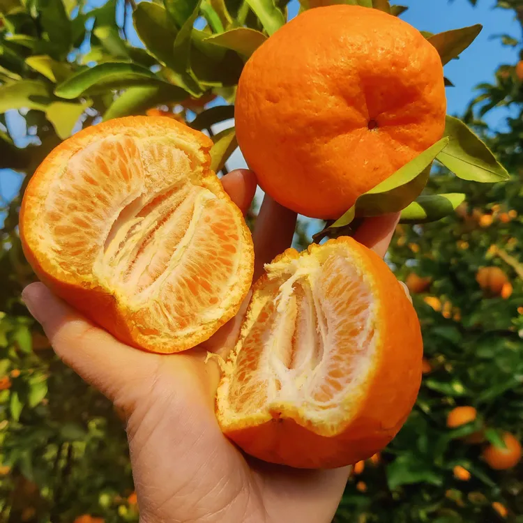 四川巴中农家自种老品种碰柑新鲜现摘5斤包邮新鲜水果
