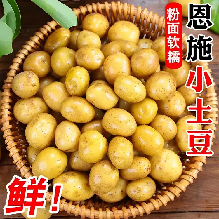 湖北恩施高山新鲜黄心小土豆现挖农家自种美味洋芋马铃薯