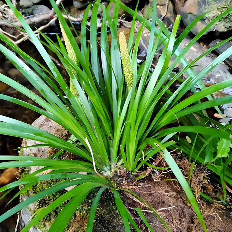 大山石倉蒲(四季常绿，易活易生长)