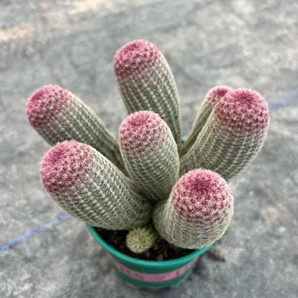 实生红太阳仙人球多肉植物脱土发货群单头室内外盆栽景观搭配