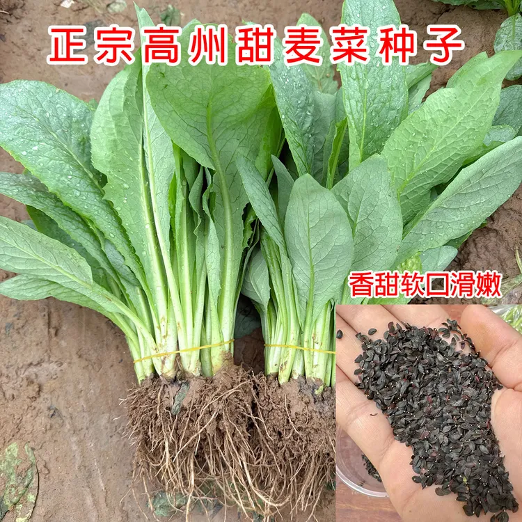 广东正宗高州甜麦菜种籽四季种植香甜软滑口感苦麦菜种子圆叶尖叶