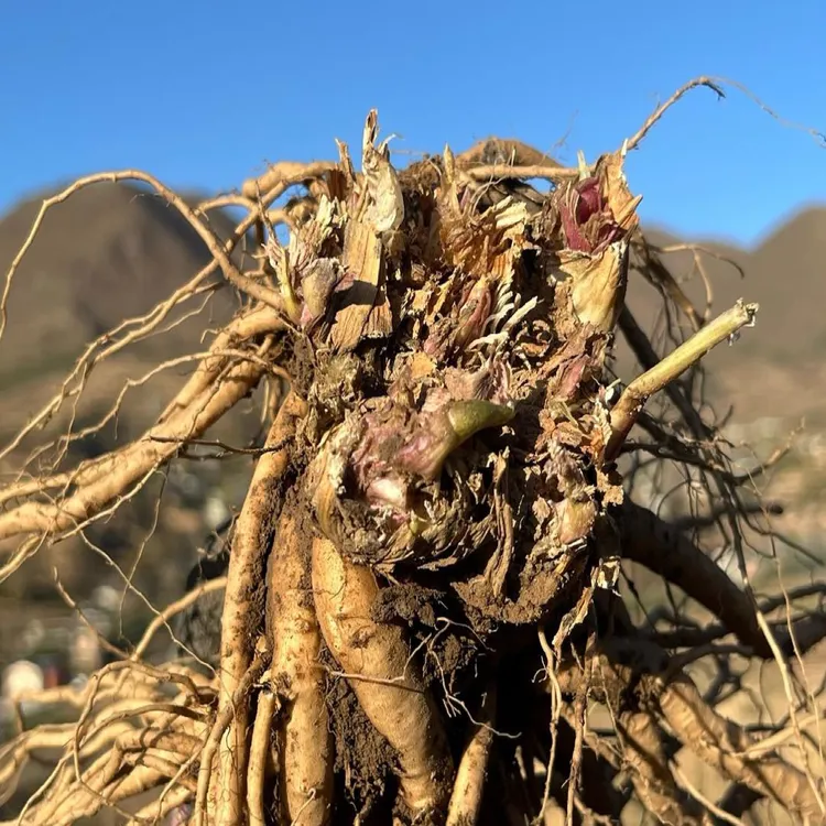甘肃岷县高海拔当归整条新鲜发货现挖现发带土包邮