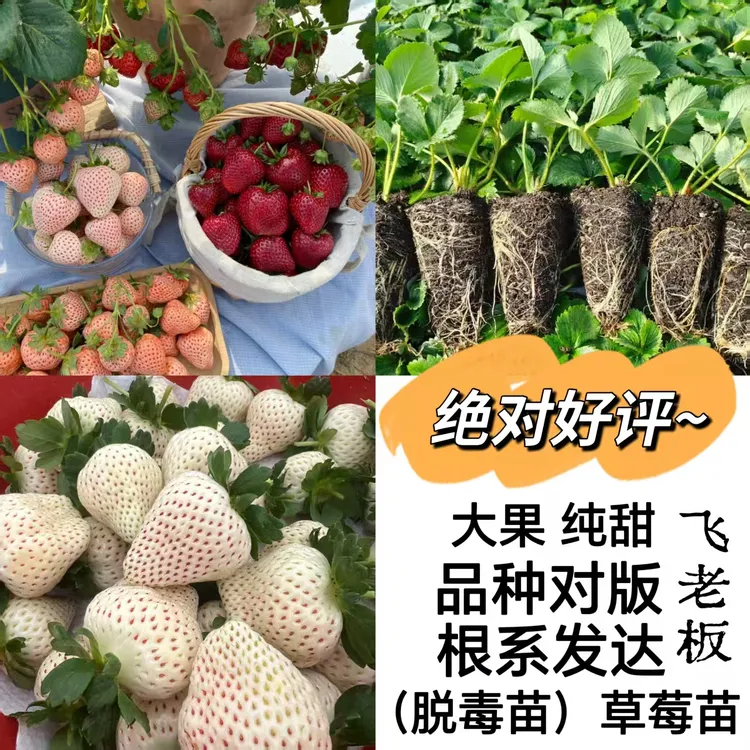 【5棵装 包邮】红颜 奶油草莓苗纯甜无酸 大果  南北方均可种植盆栽