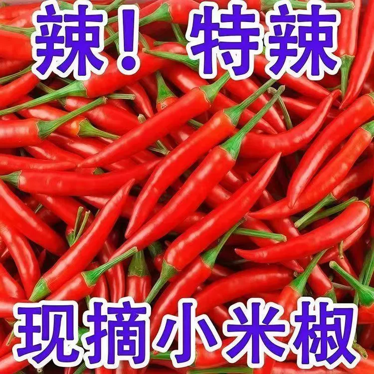 c云南小米辣特辣爆辣新鲜小米椒露天种植辣椒剁椒泡椒0.2-9斤