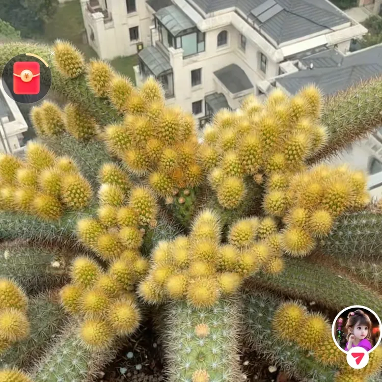 崽多多 加强版 培养多头